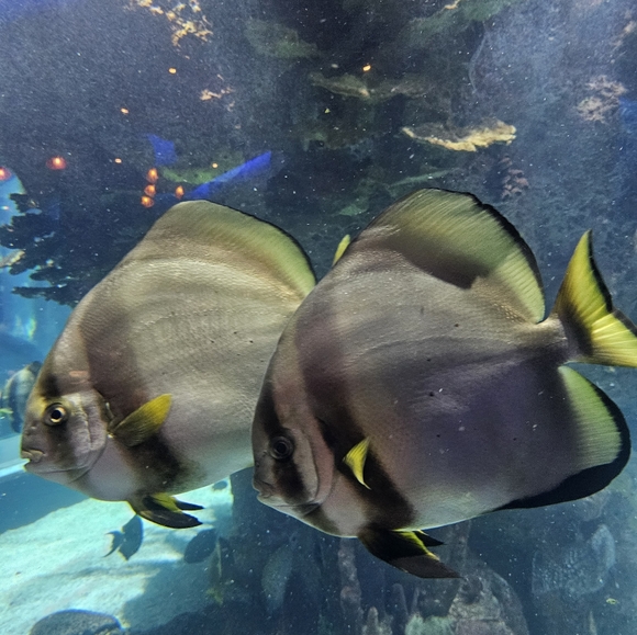 Meet your Posher, L. michell - Picture 2 of 4